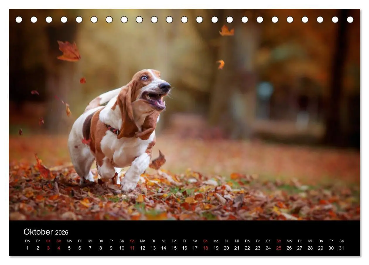 Bild: 9783457994573 | Der Basset, eine LANGE und besondere Liebe (Tischkalender 2026 DIN...