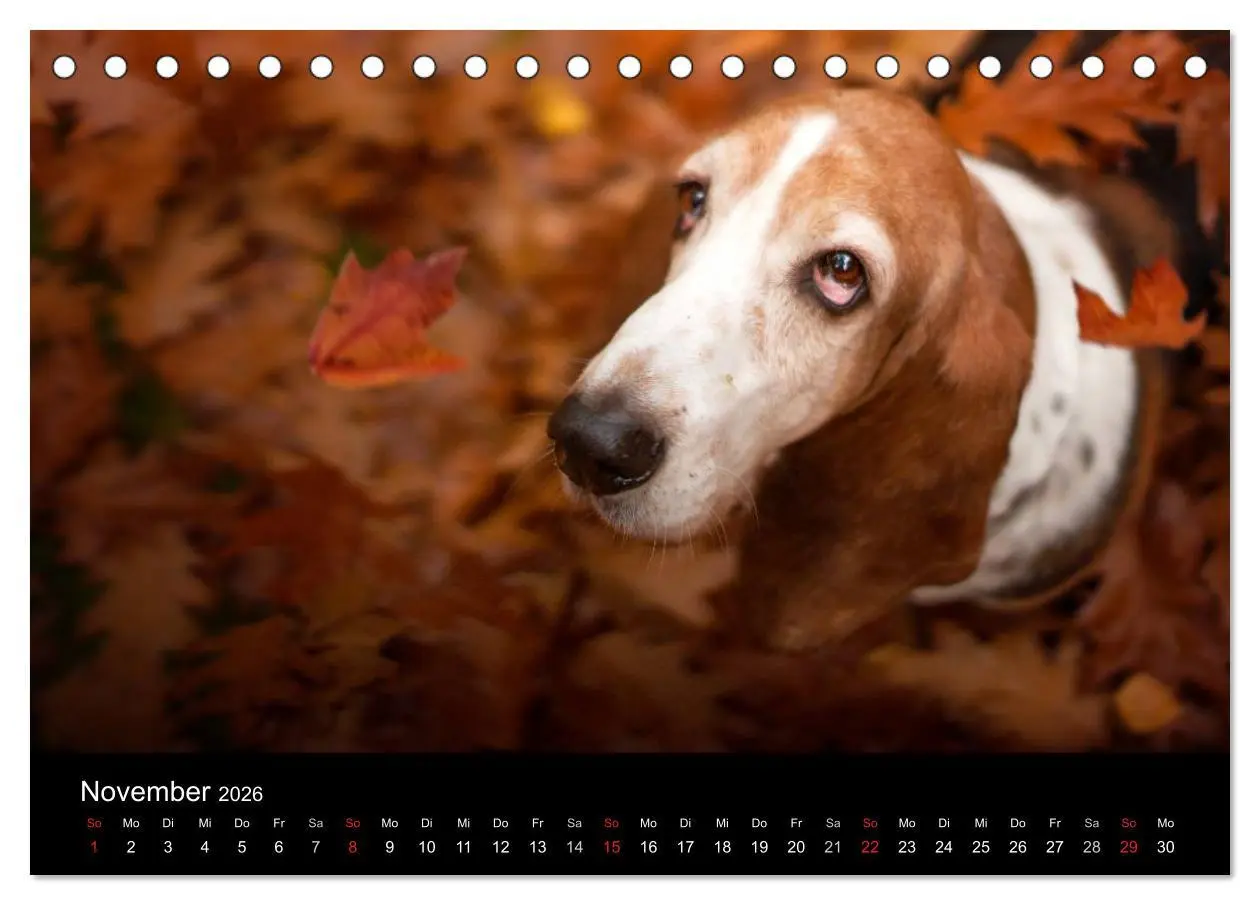 Bild: 9783457994573 | Der Basset, eine LANGE und besondere Liebe (Tischkalender 2026 DIN...