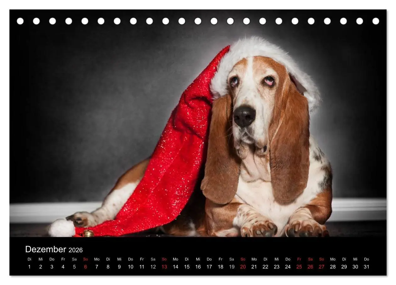 Bild: 9783457994573 | Der Basset, eine LANGE und besondere Liebe (Tischkalender 2026 DIN...