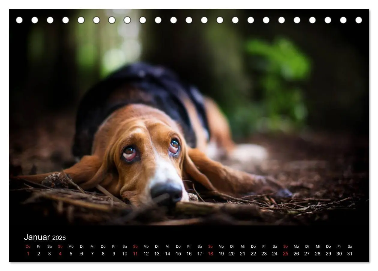 Bild: 9783457994573 | Der Basset, eine LANGE und besondere Liebe (Tischkalender 2026 DIN...