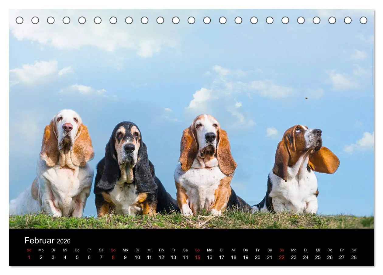 Bild: 9783457994573 | Der Basset, eine LANGE und besondere Liebe (Tischkalender 2026 DIN...