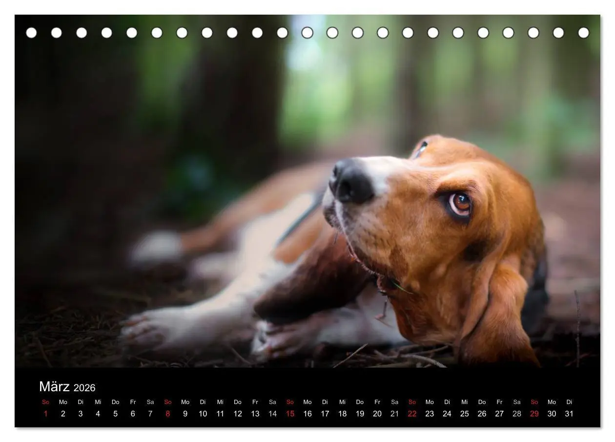 Bild: 9783457994573 | Der Basset, eine LANGE und besondere Liebe (Tischkalender 2026 DIN...