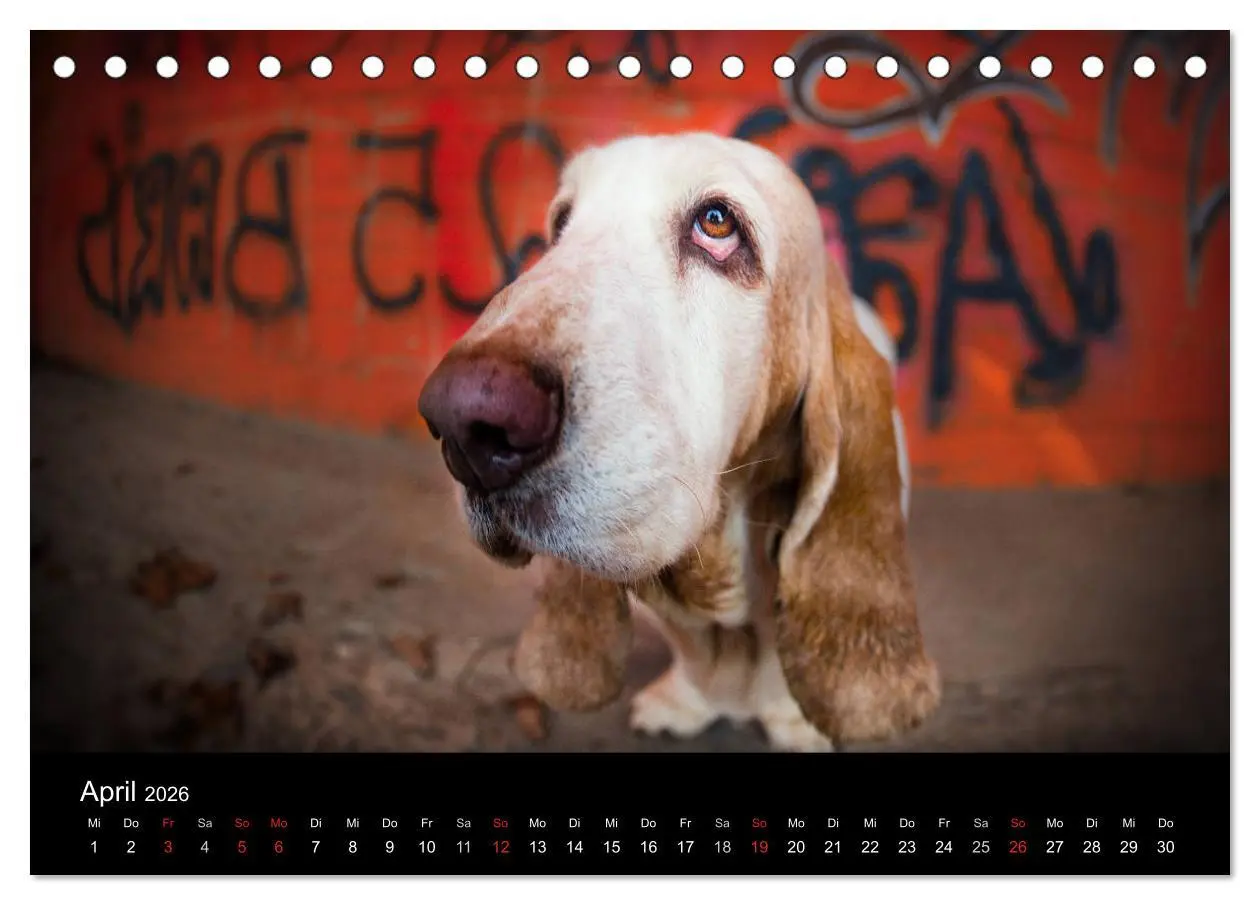 Bild: 9783457994573 | Der Basset, eine LANGE und besondere Liebe (Tischkalender 2026 DIN...