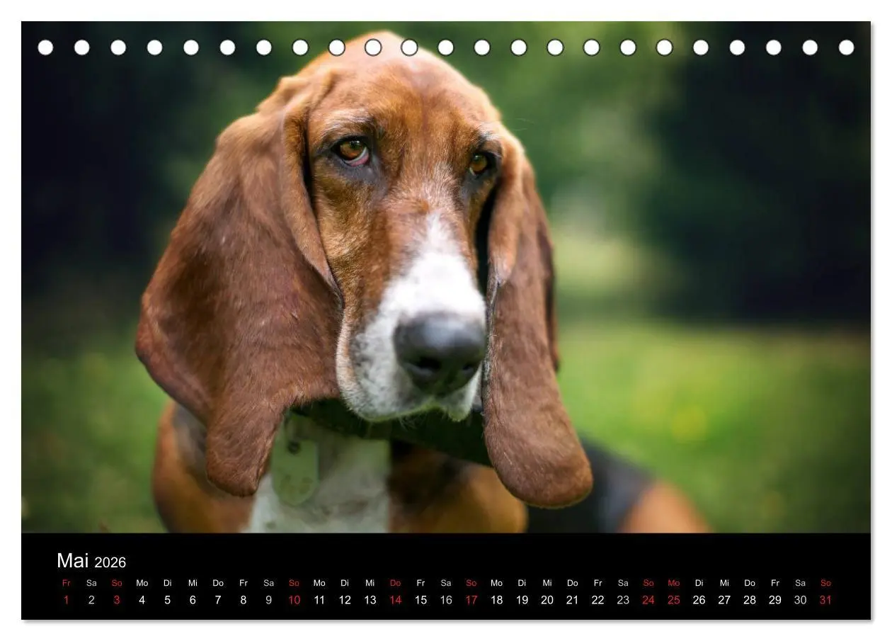 Bild: 9783457994573 | Der Basset, eine LANGE und besondere Liebe (Tischkalender 2026 DIN...