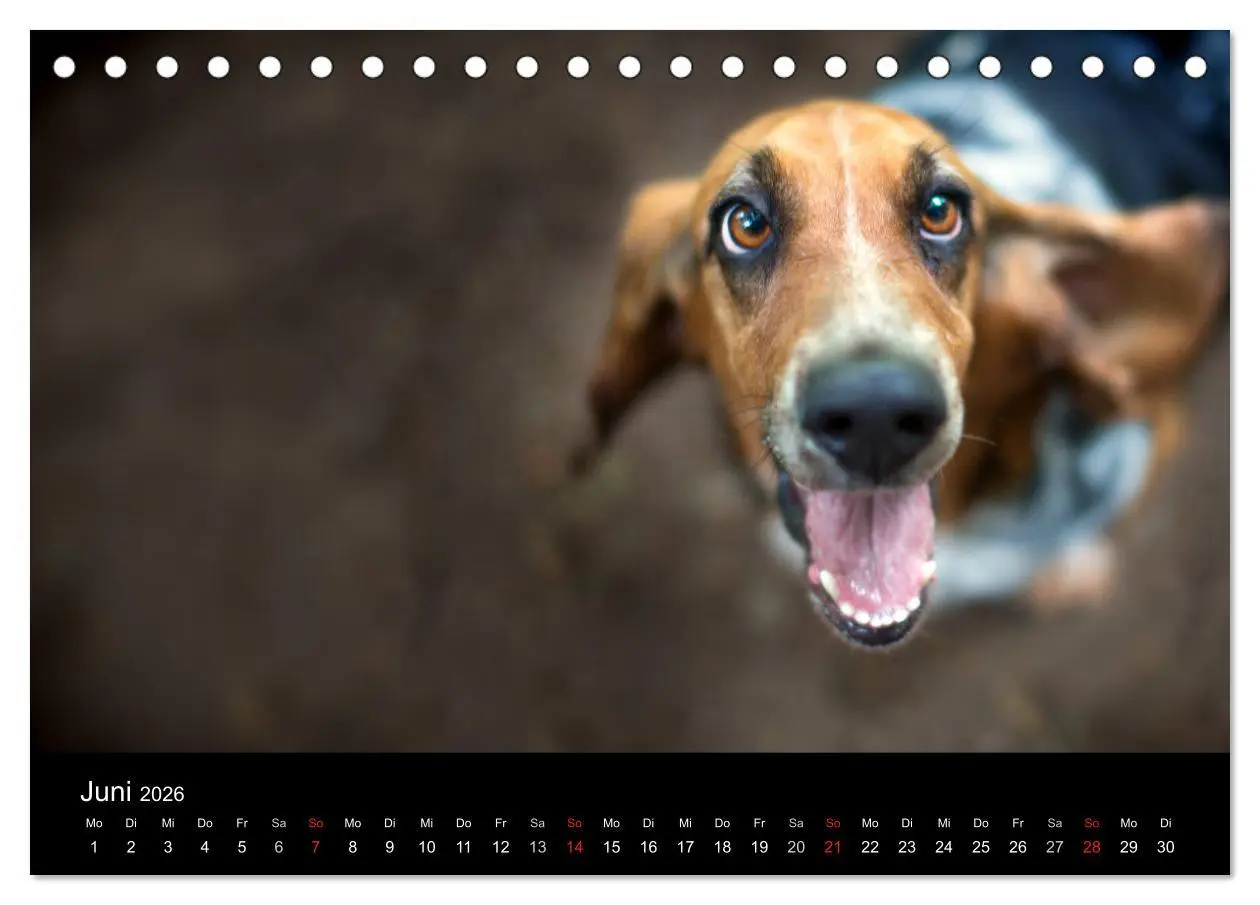 Bild: 9783457994573 | Der Basset, eine LANGE und besondere Liebe (Tischkalender 2026 DIN...