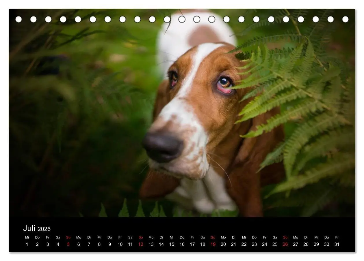 Bild: 9783457994573 | Der Basset, eine LANGE und besondere Liebe (Tischkalender 2026 DIN...