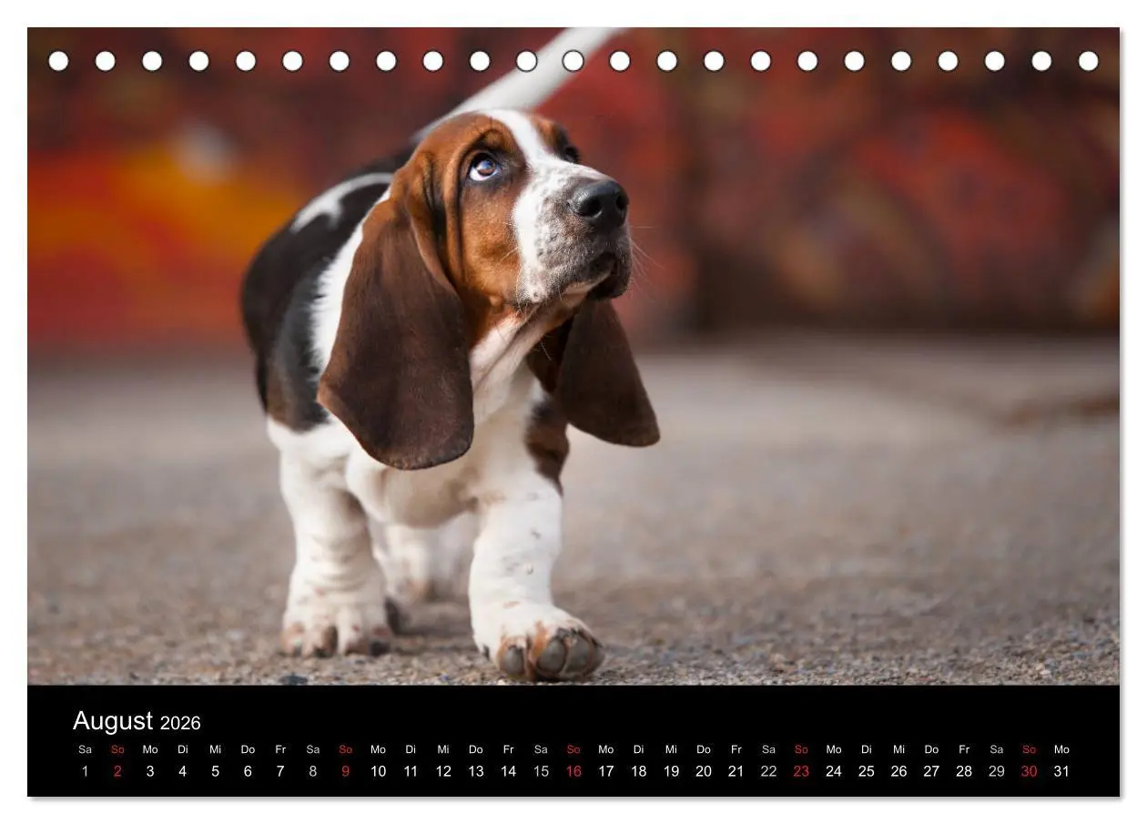 Bild: 9783457994573 | Der Basset, eine LANGE und besondere Liebe (Tischkalender 2026 DIN...