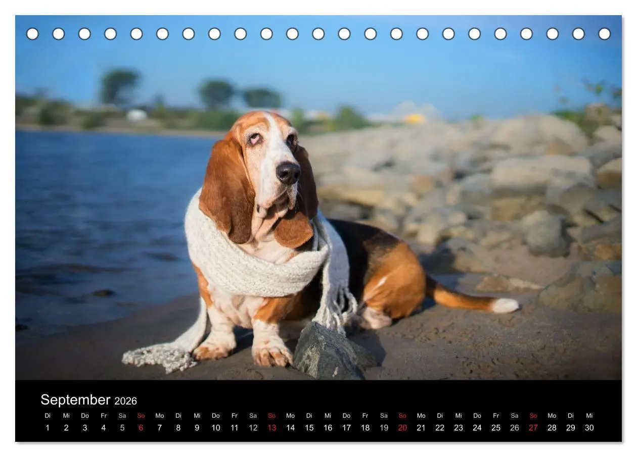 Bild: 9783457994573 | Der Basset, eine LANGE und besondere Liebe (Tischkalender 2026 DIN...