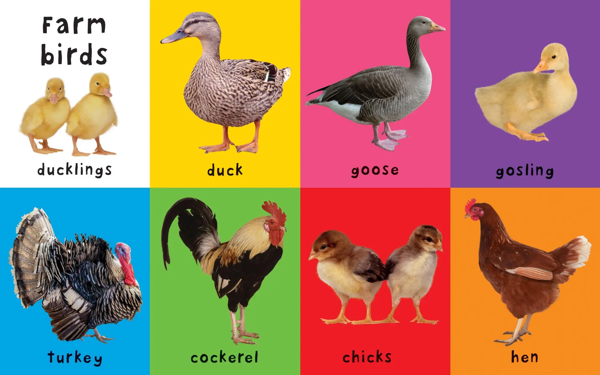 Bild: 9781783414673 | First Farm Words | Soft-to-Touch | Priddy Books (u. a.) | Buch | 2017