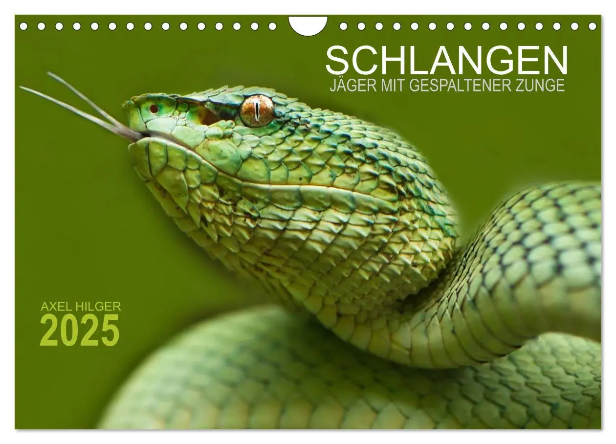 Cover: 9783435654673 | SCHLANGEN. JÄGER MIT GESPALTENER ZUNGE (Wandkalender 2025 DIN A4...