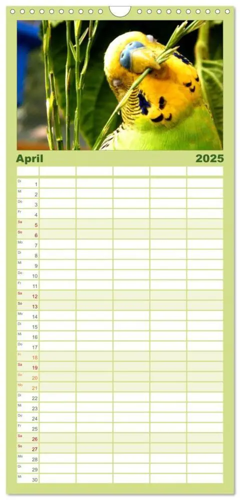 Bild: 9783457124673 | Familienplaner 2025 - Wellensittiche mit 5 Spalten (Wandkalender,...