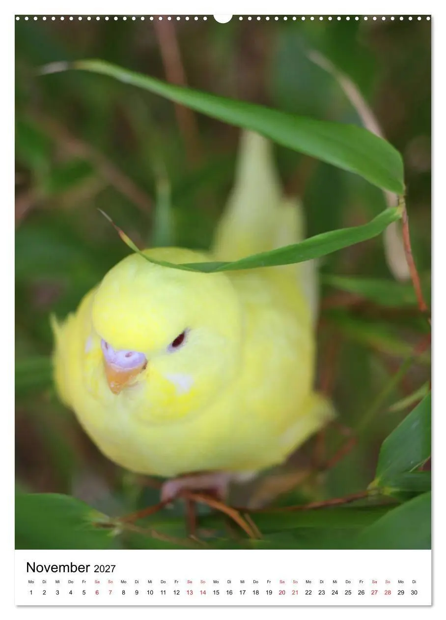 Bild: 9783569544673 | Der Wellensittich - Mein Lieblingsvogel (Wandkalender 2027 DIN A2...