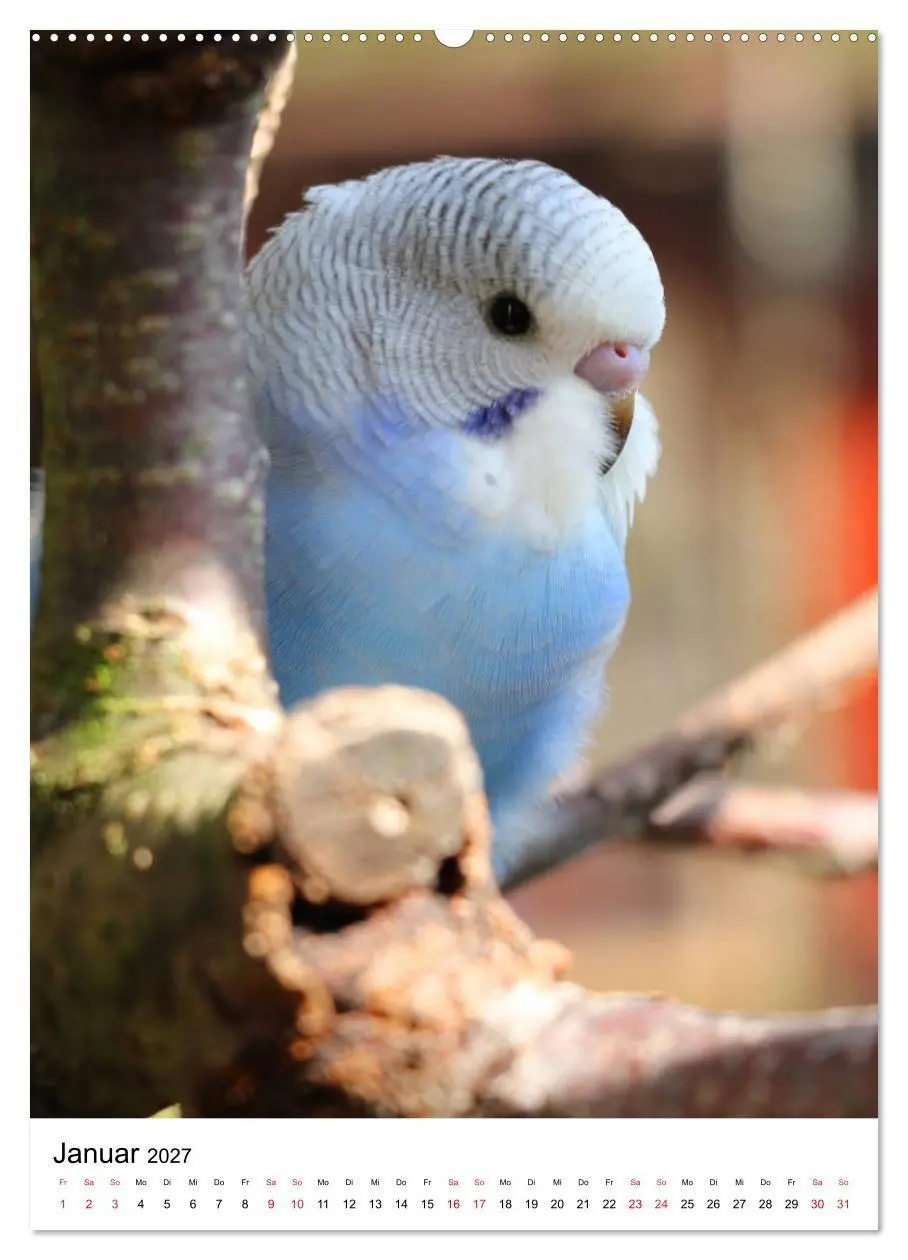 Bild: 9783569544673 | Der Wellensittich - Mein Lieblingsvogel (Wandkalender 2027 DIN A2...