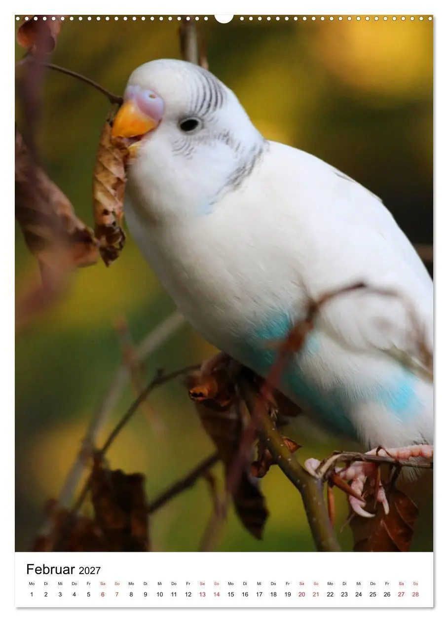 Bild: 9783569544673 | Der Wellensittich - Mein Lieblingsvogel (Wandkalender 2027 DIN A2...