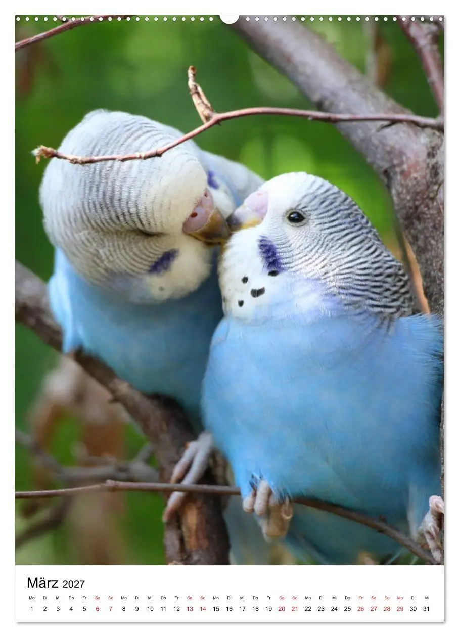 Bild: 9783569544673 | Der Wellensittich - Mein Lieblingsvogel (Wandkalender 2027 DIN A2...