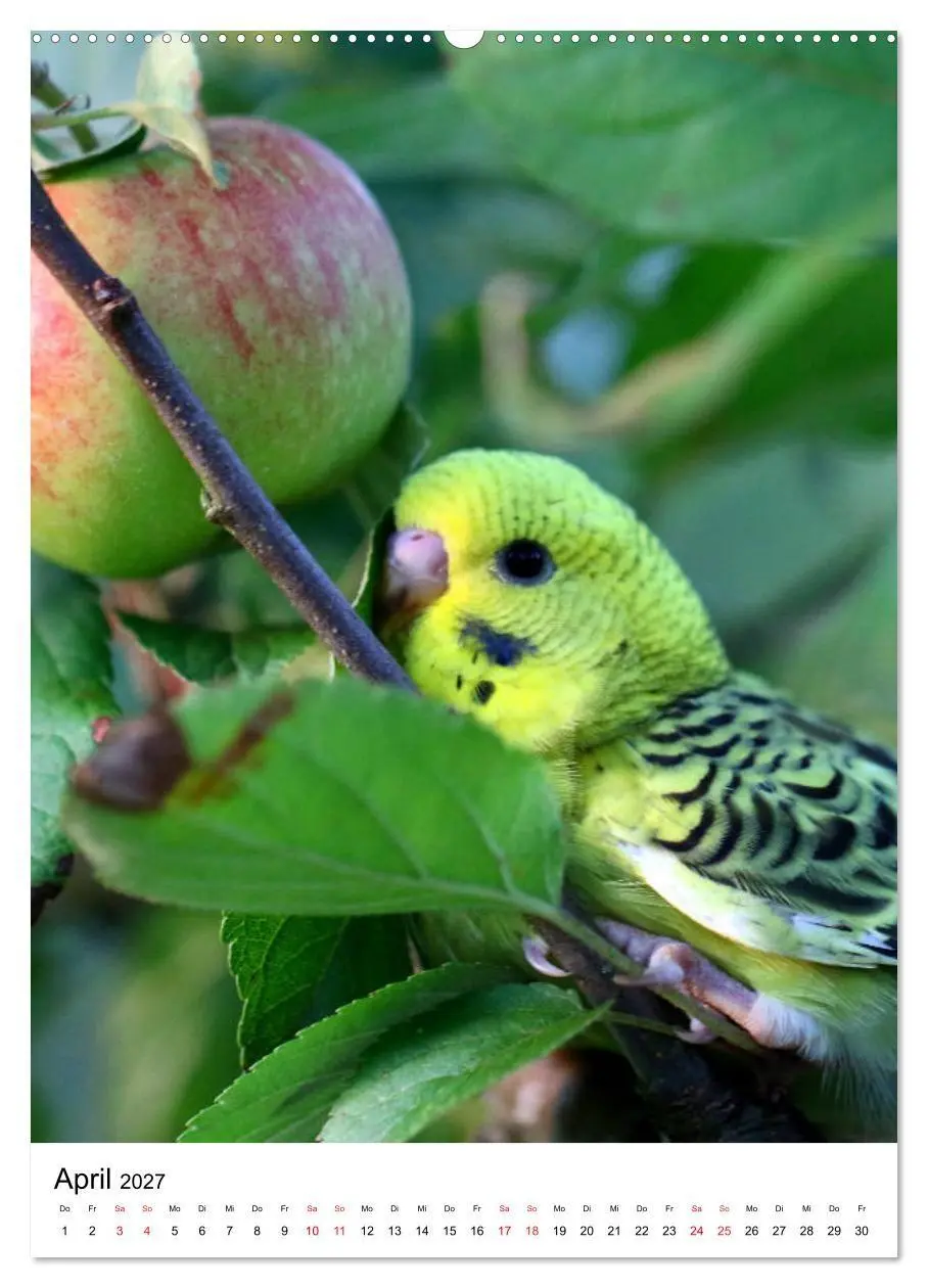 Bild: 9783569544673 | Der Wellensittich - Mein Lieblingsvogel (Wandkalender 2027 DIN A2...