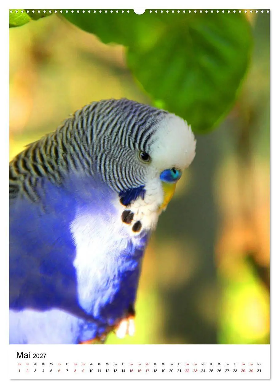 Bild: 9783569544673 | Der Wellensittich - Mein Lieblingsvogel (Wandkalender 2027 DIN A2...