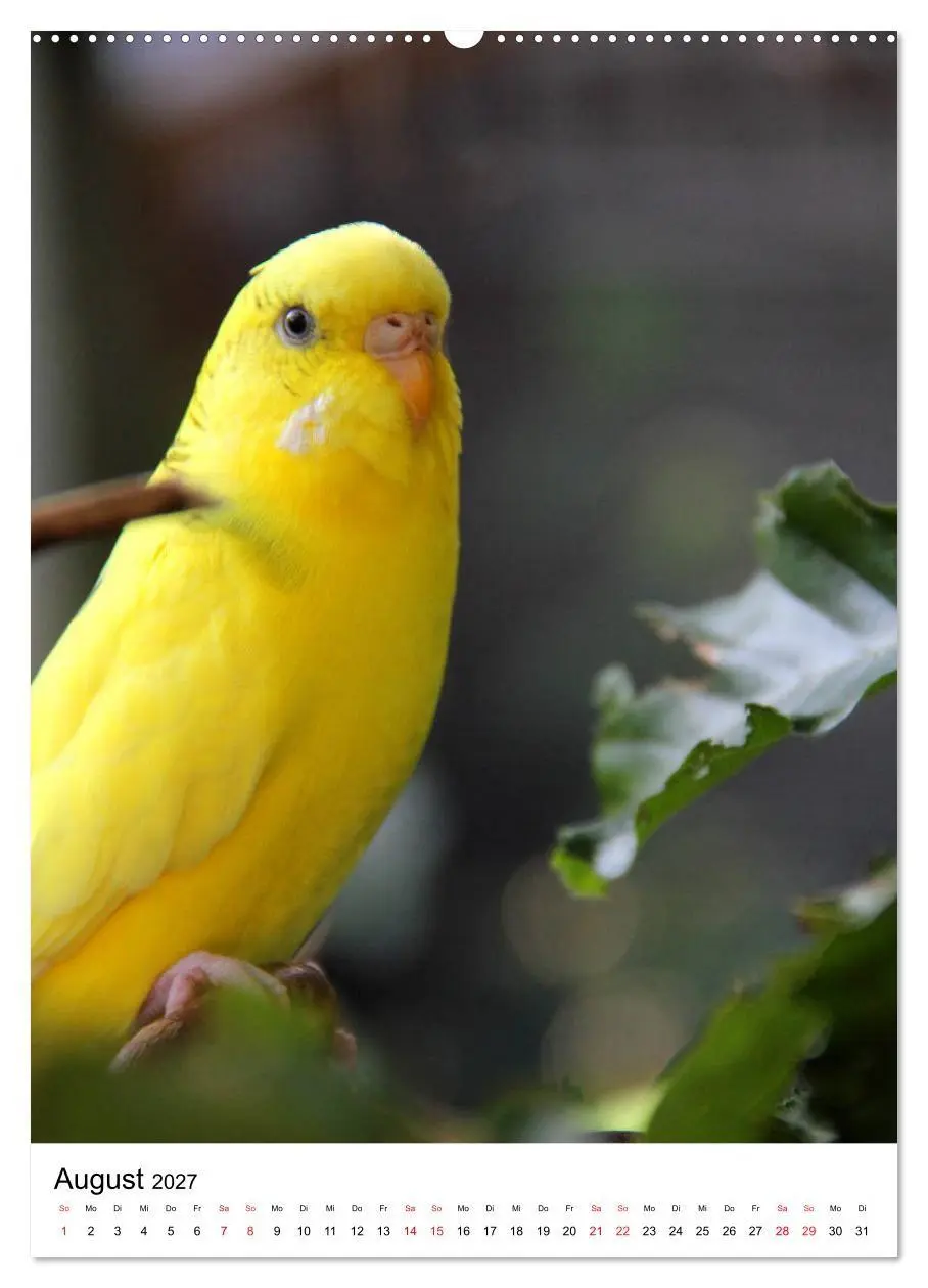 Bild: 9783569544673 | Der Wellensittich - Mein Lieblingsvogel (Wandkalender 2027 DIN A2...