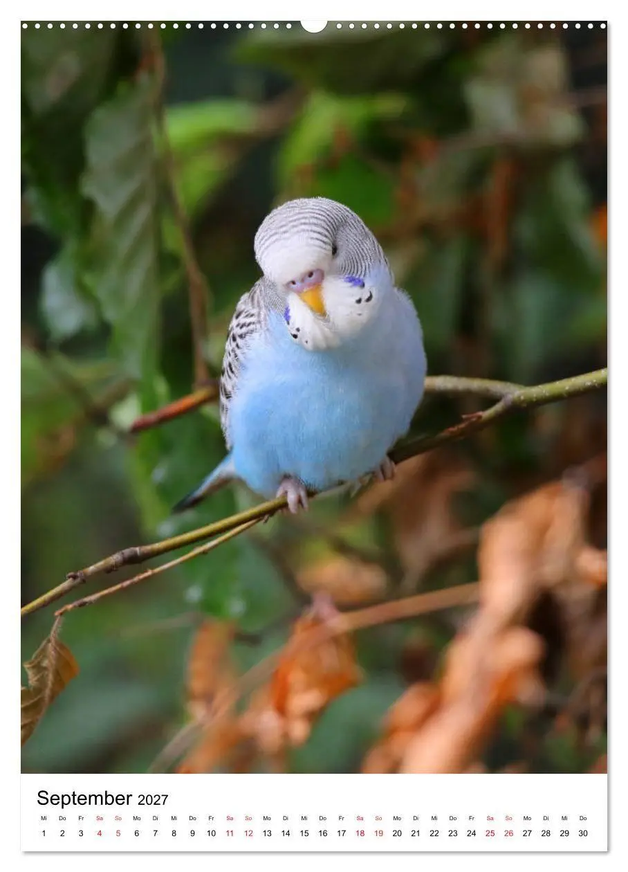 Bild: 9783569544673 | Der Wellensittich - Mein Lieblingsvogel (Wandkalender 2027 DIN A2...