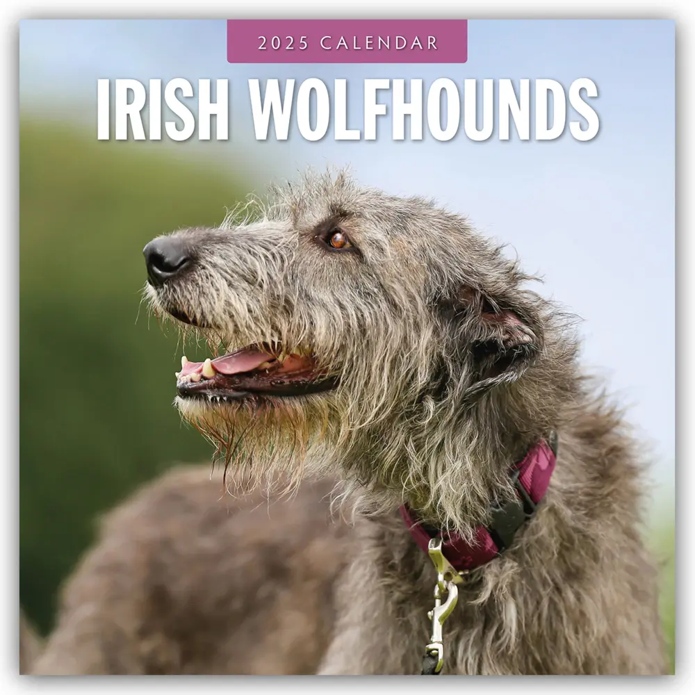 Cover: 9781804424773 | Irish Wolfhounds - Irischer Wolfshund 2025 - 16-Monatskalender | Ltd