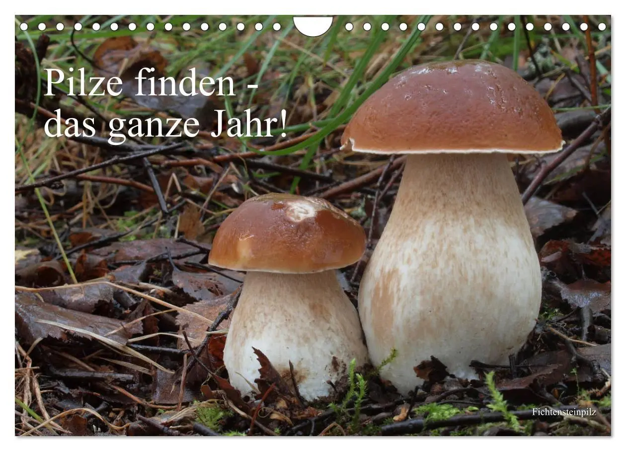 Cover: 9783457804773 | Pilze finden - das ganze Jahr! (Wandkalender 2026 DIN A4 quer),...