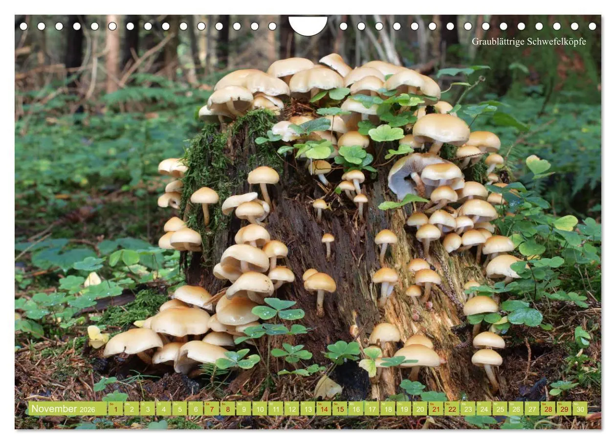 Bild: 9783457804773 | Pilze finden - das ganze Jahr! (Wandkalender 2026 DIN A4 quer),...