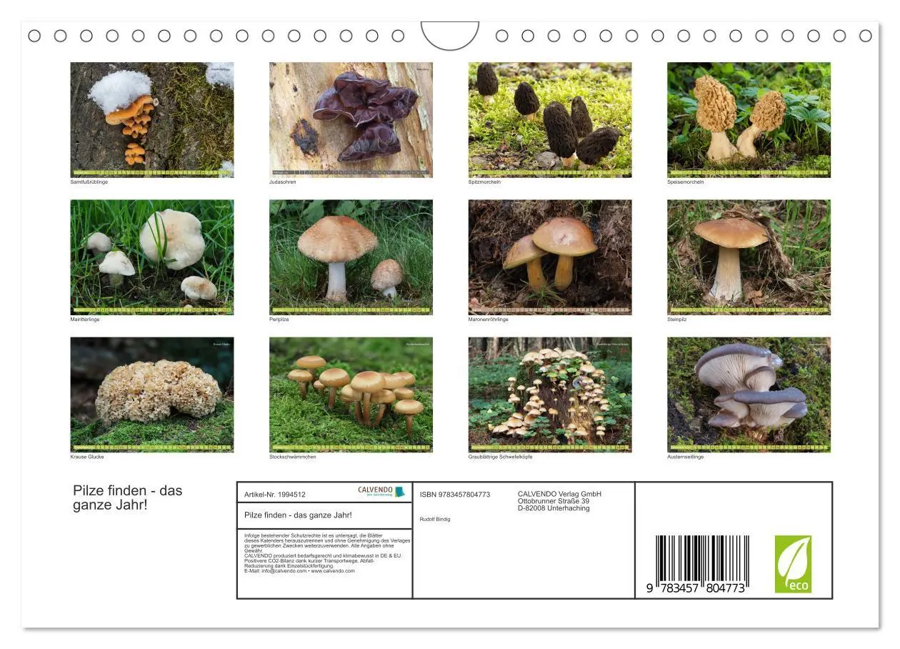 Bild: 9783457804773 | Pilze finden - das ganze Jahr! (Wandkalender 2026 DIN A4 quer),...