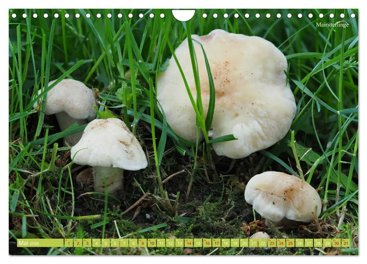 Bild: 9783457804773 | Pilze finden - das ganze Jahr! (Wandkalender 2026 DIN A4 quer),...