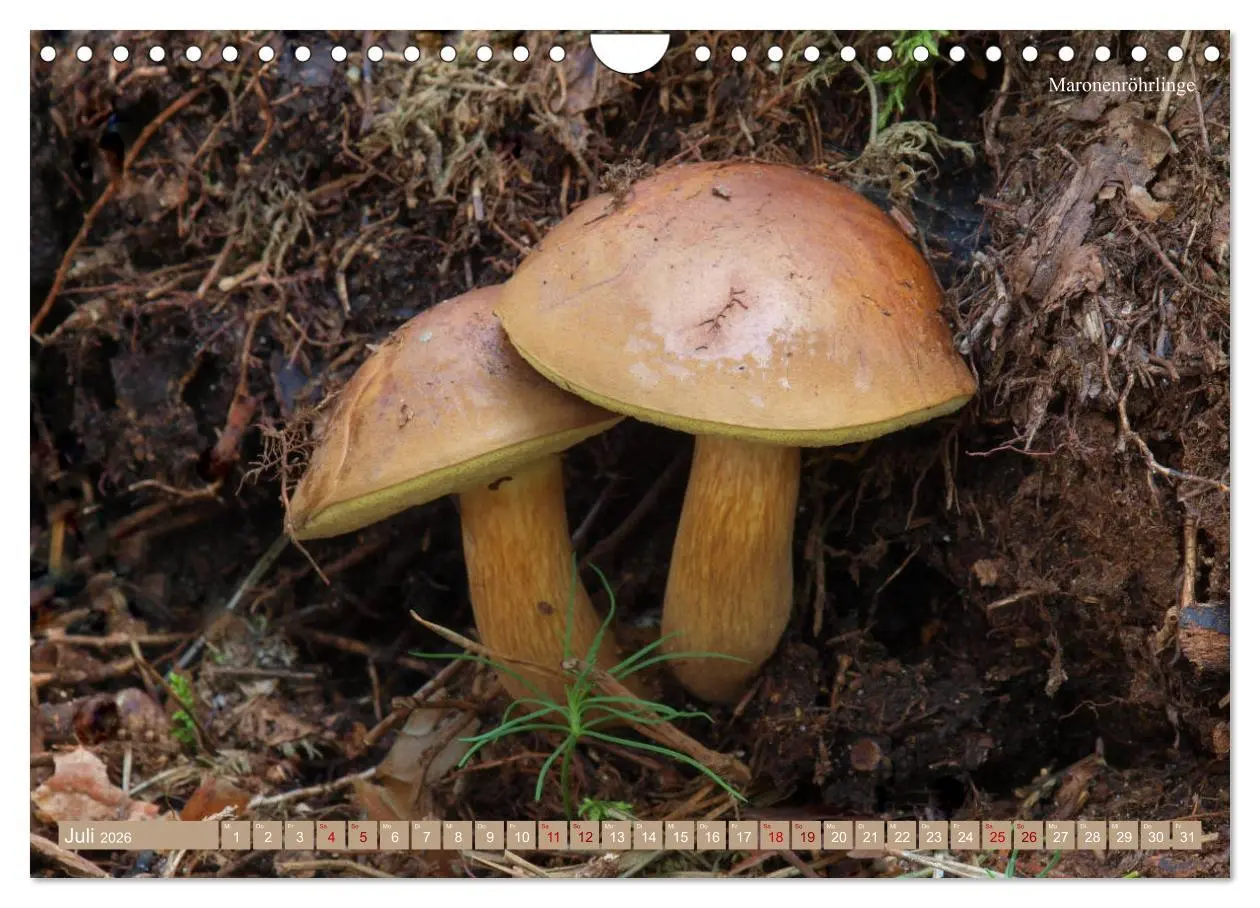 Bild: 9783457804773 | Pilze finden - das ganze Jahr! (Wandkalender 2026 DIN A4 quer),...