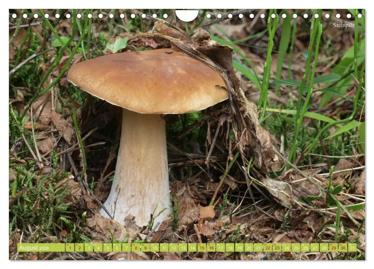 Bild: 9783457804773 | Pilze finden - das ganze Jahr! (Wandkalender 2026 DIN A4 quer),...