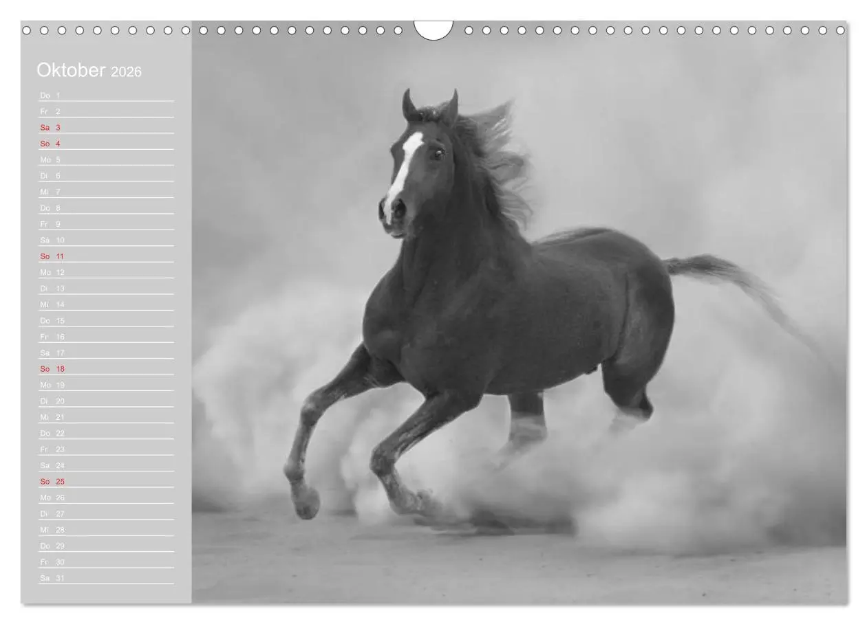 Bild: 9783516124873 | Arabische Pferde (Wandkalender 2026 DIN A3 quer), CALVENDO...