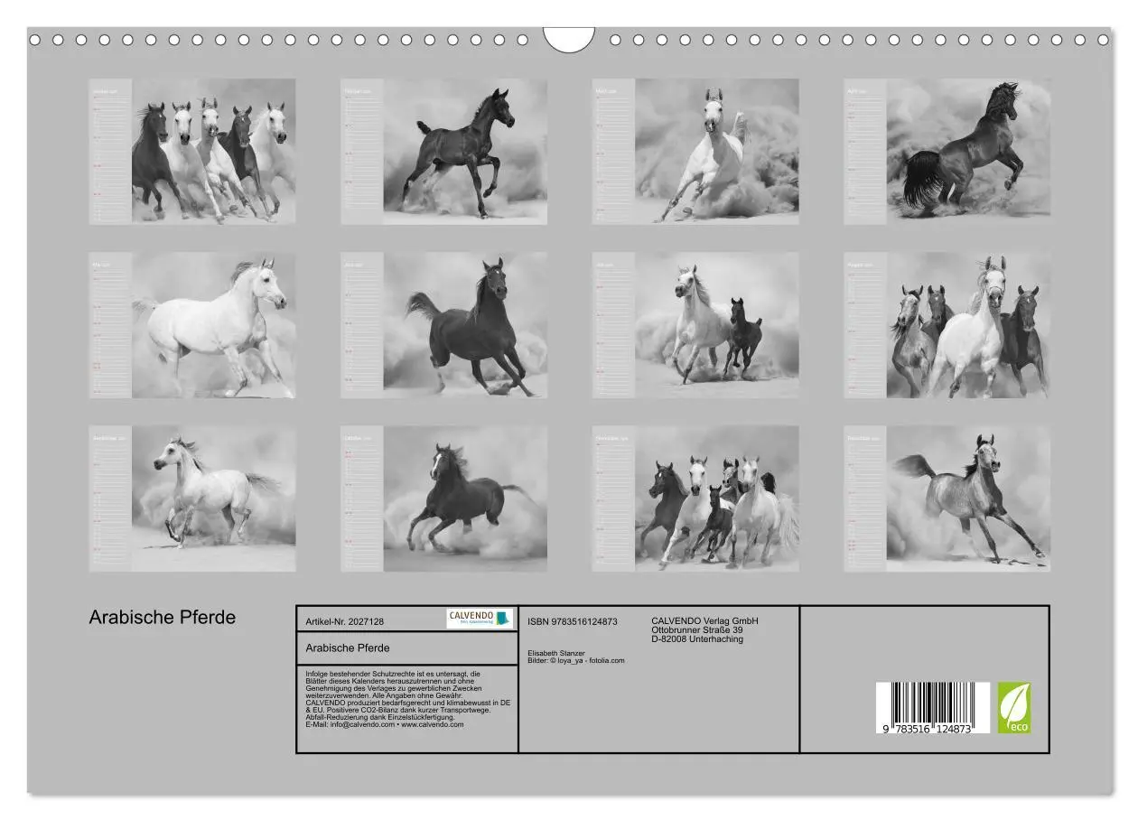 Bild: 9783516124873 | Arabische Pferde (Wandkalender 2026 DIN A3 quer), CALVENDO...