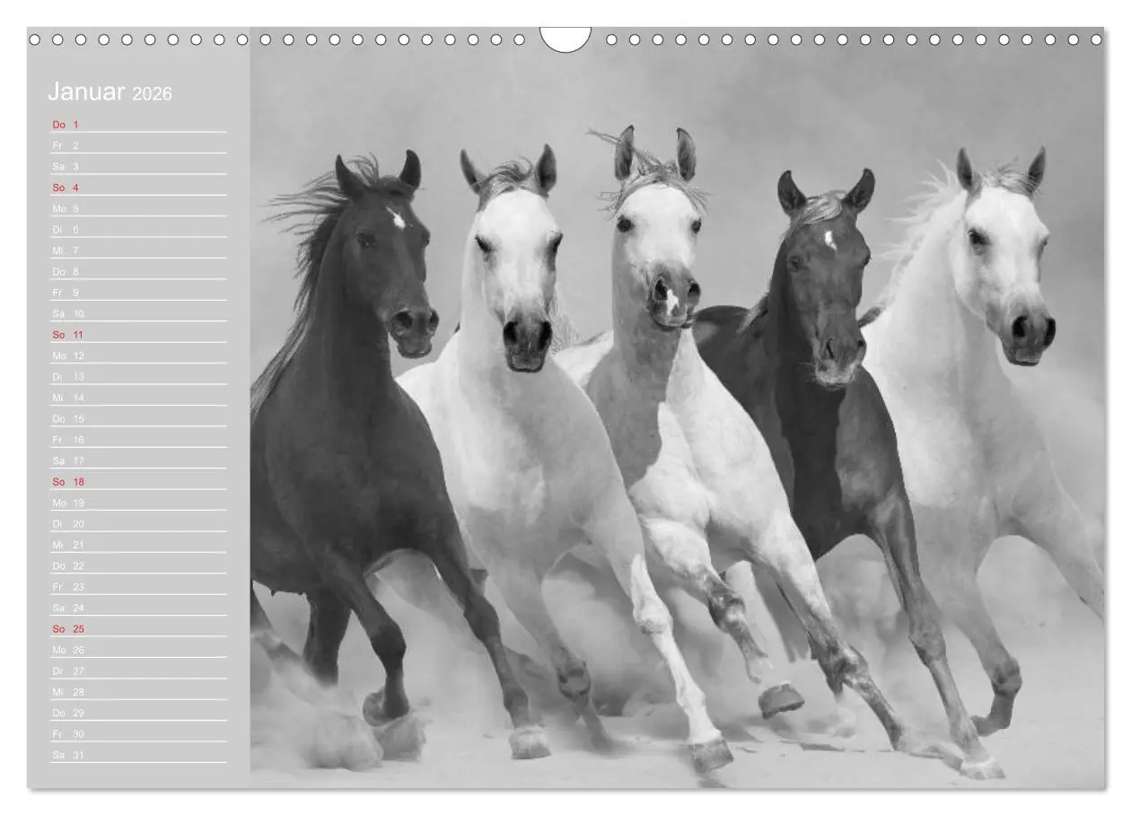 Bild: 9783516124873 | Arabische Pferde (Wandkalender 2026 DIN A3 quer), CALVENDO...