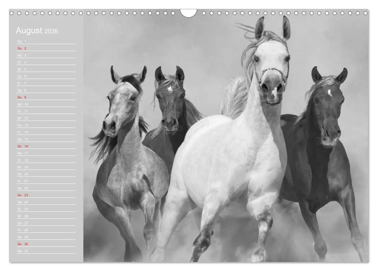 Bild: 9783516124873 | Arabische Pferde (Wandkalender 2026 DIN A3 quer), CALVENDO...