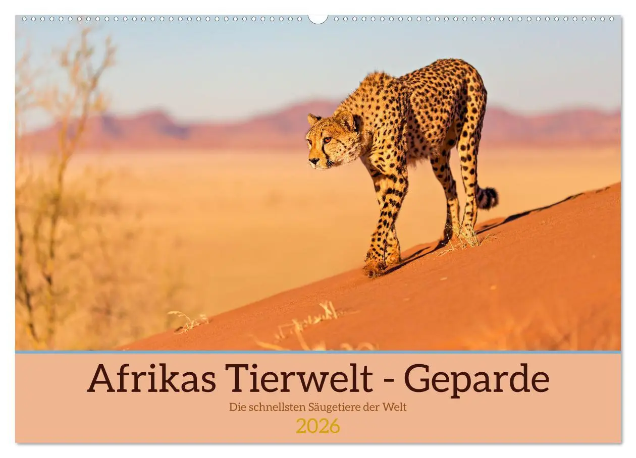 Cover: 9783457264973 | Afrikas Tierwelt - Geparde (Wandkalender 2026 DIN A2 quer),...