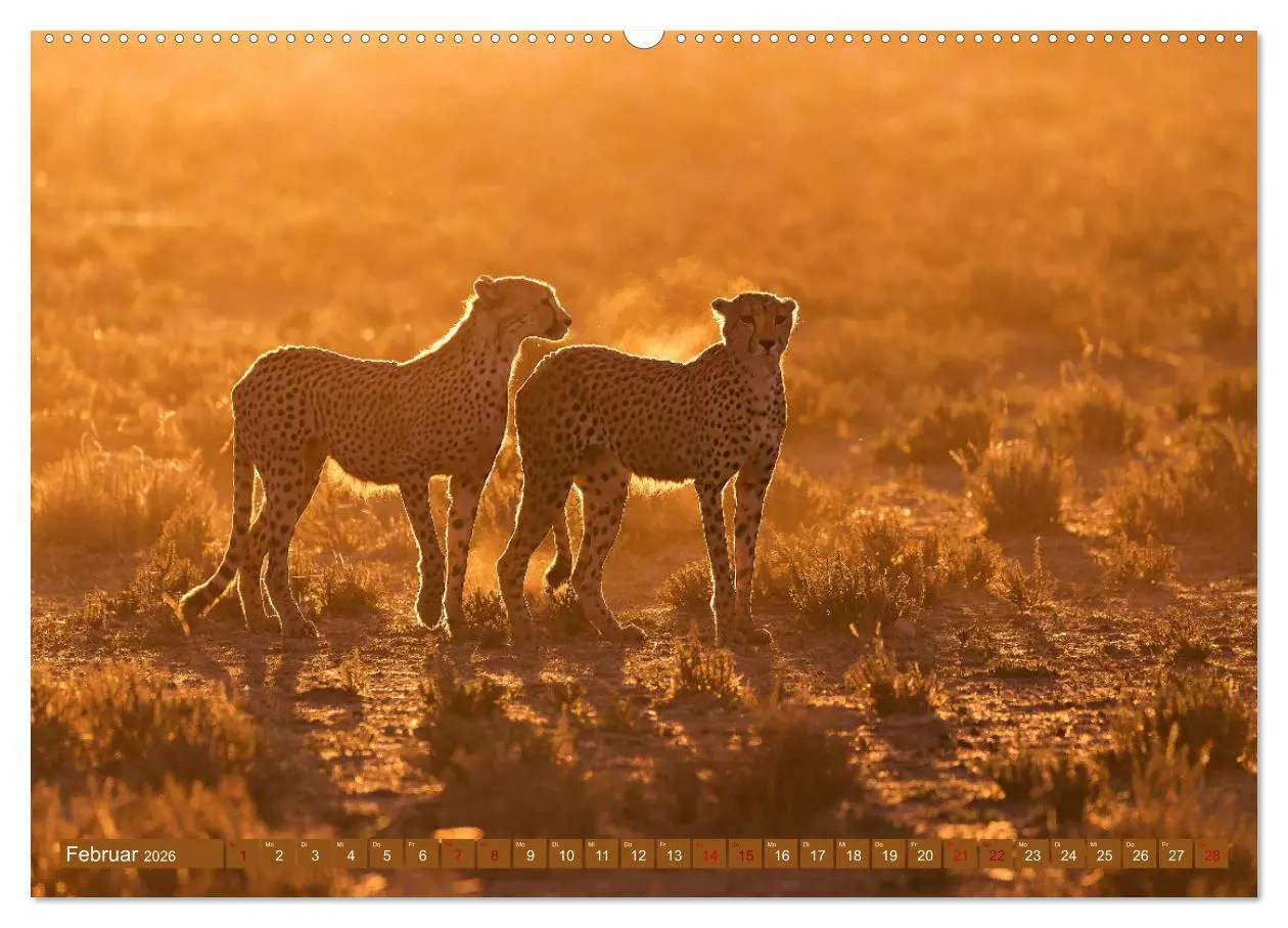 Bild: 9783457264973 | Afrikas Tierwelt - Geparde (Wandkalender 2026 DIN A2 quer),...