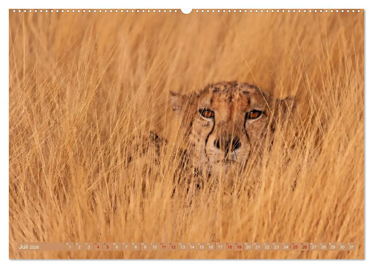 Bild: 9783457264973 | Afrikas Tierwelt - Geparde (Wandkalender 2026 DIN A2 quer),...