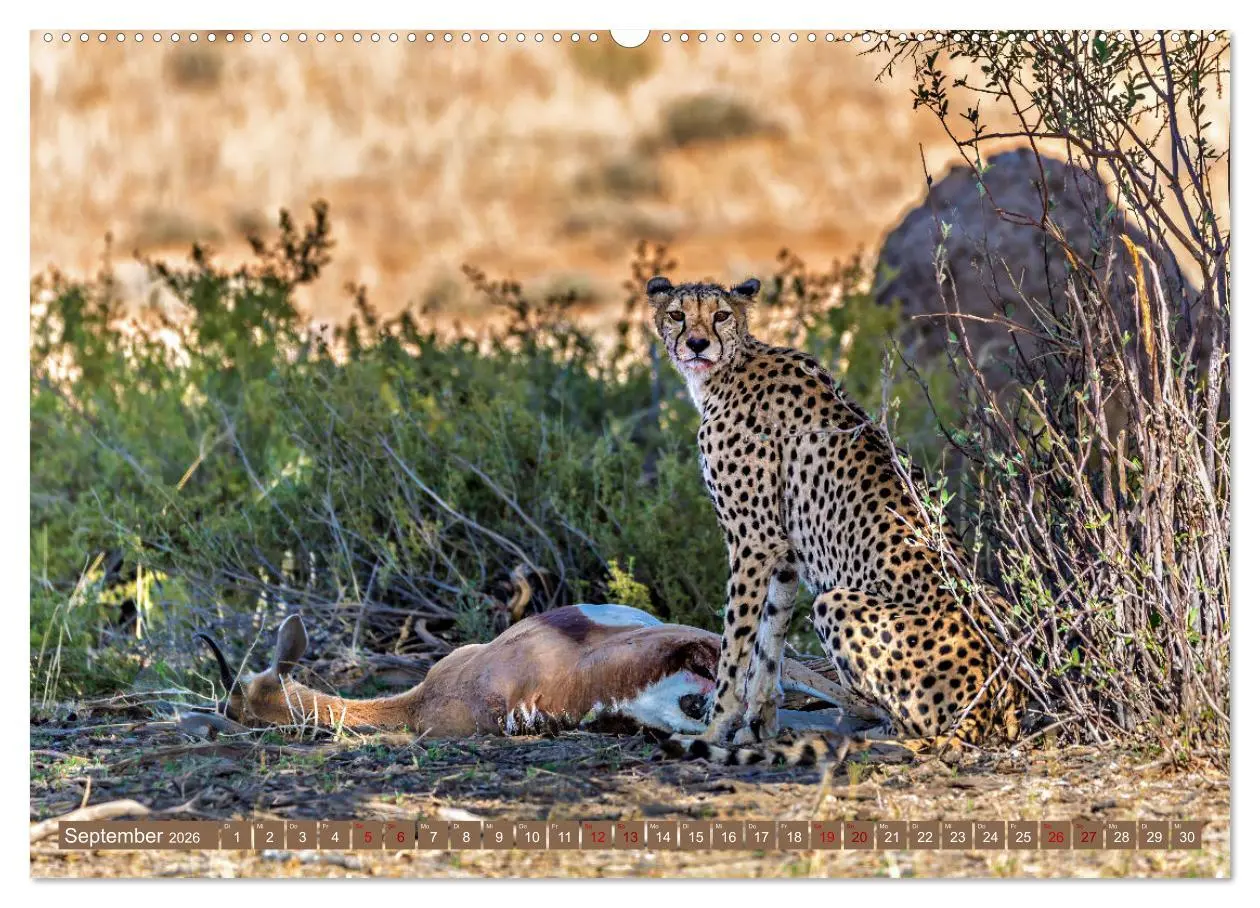 Bild: 9783457264973 | Afrikas Tierwelt - Geparde (Wandkalender 2026 DIN A2 quer),...