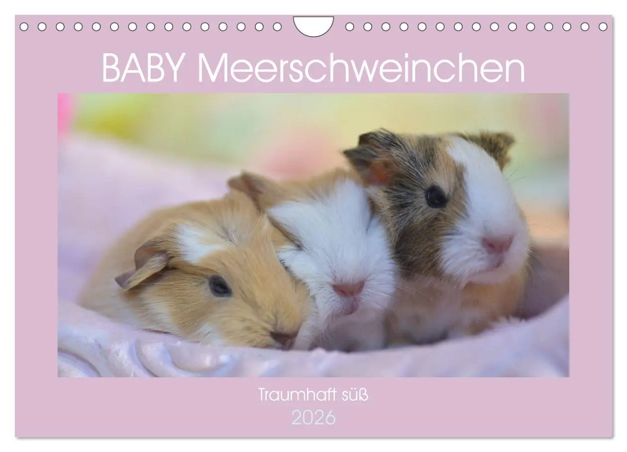 Cover: 9783457644973 | BABY Meerschweinchen Traumhaft süß (Wandkalender 2026 DIN A4 quer),...