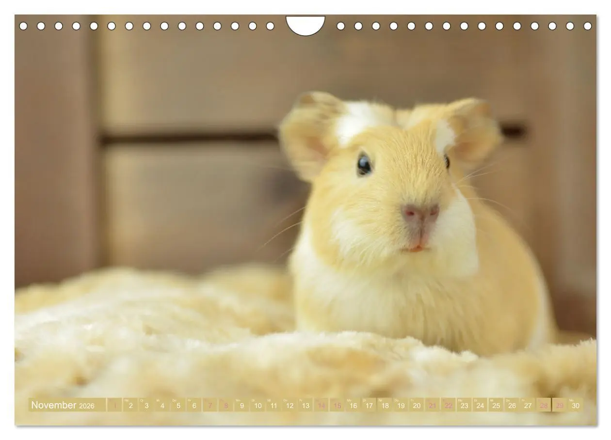 Bild: 9783457644973 | BABY Meerschweinchen Traumhaft süß (Wandkalender 2026 DIN A4 quer),...