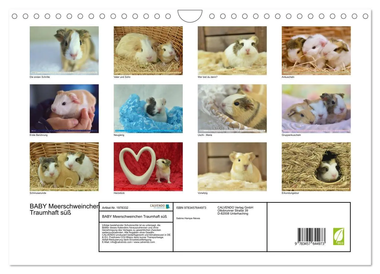 Bild: 9783457644973 | BABY Meerschweinchen Traumhaft süß (Wandkalender 2026 DIN A4 quer),...