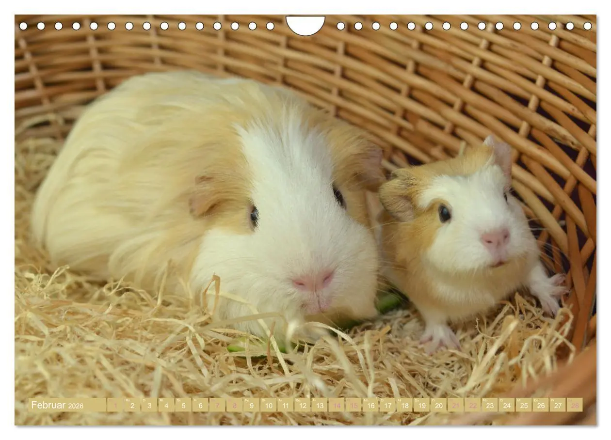 Bild: 9783457644973 | BABY Meerschweinchen Traumhaft süß (Wandkalender 2026 DIN A4 quer),...