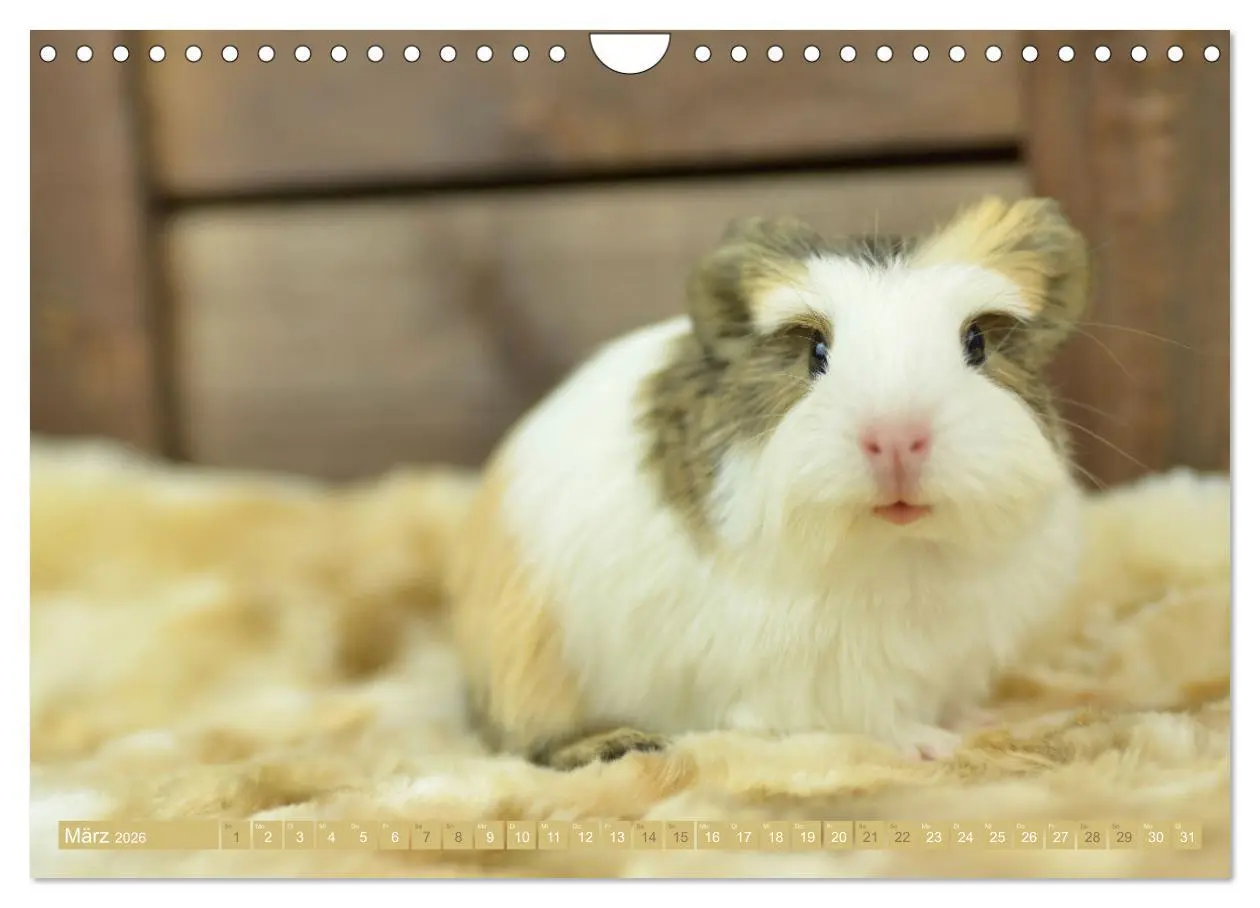 Bild: 9783457644973 | BABY Meerschweinchen Traumhaft süß (Wandkalender 2026 DIN A4 quer),...