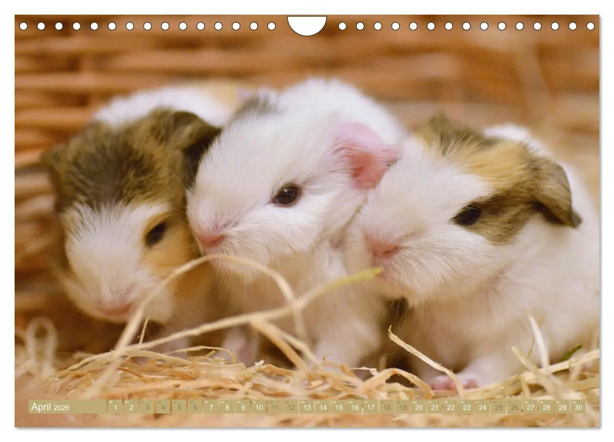 Bild: 9783457644973 | BABY Meerschweinchen Traumhaft süß (Wandkalender 2026 DIN A4 quer),...