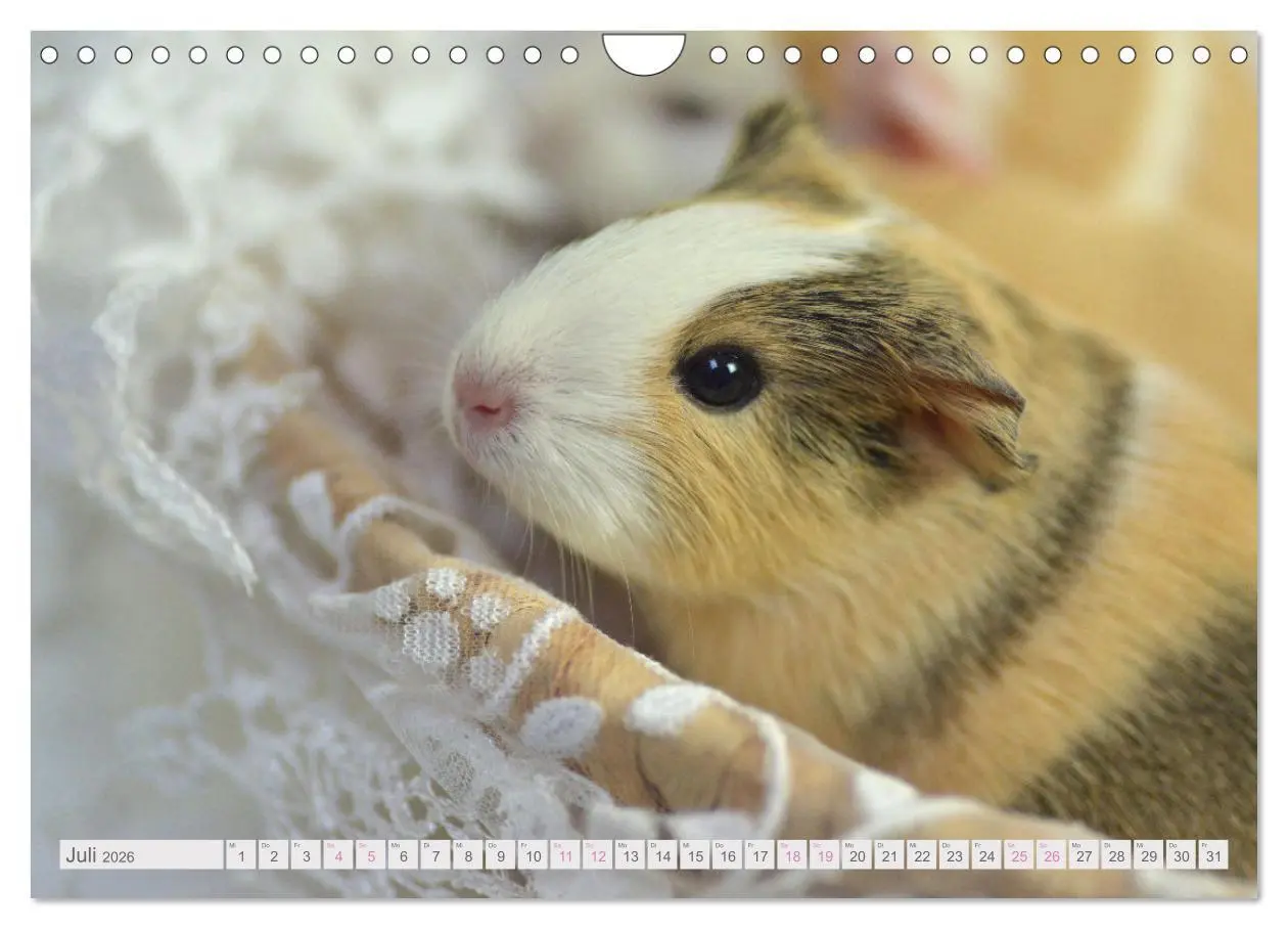 Bild: 9783457644973 | BABY Meerschweinchen Traumhaft süß (Wandkalender 2026 DIN A4 quer),...