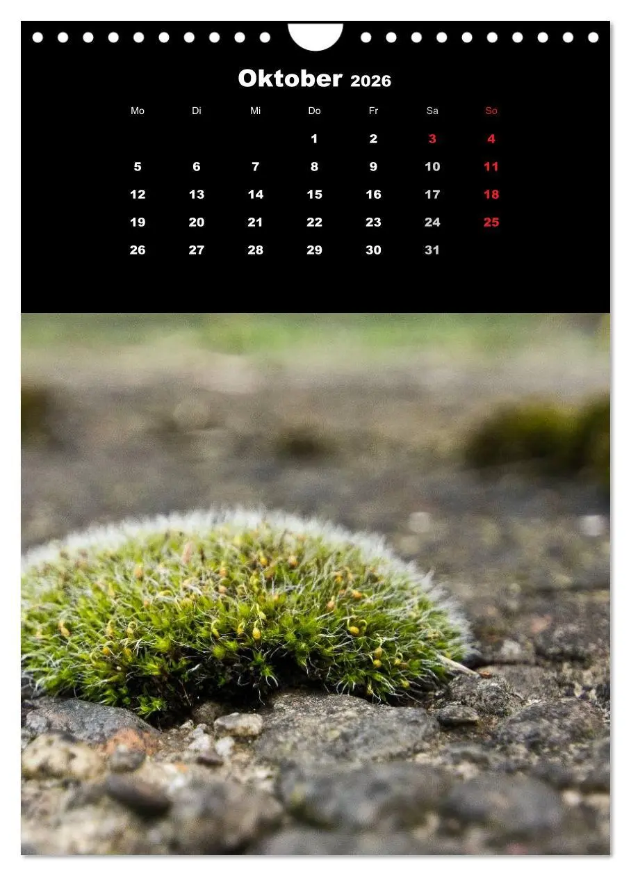 Bild: 9783516424973 | Die Welt der Moose. Ein Blick nach unten (Wandkalender 2026 DIN A4...