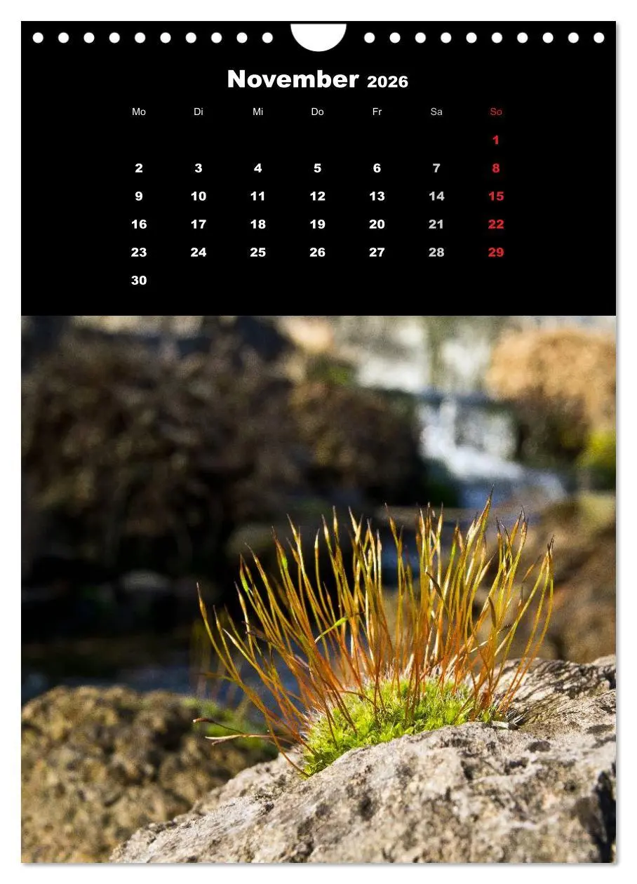 Bild: 9783516424973 | Die Welt der Moose. Ein Blick nach unten (Wandkalender 2026 DIN A4...