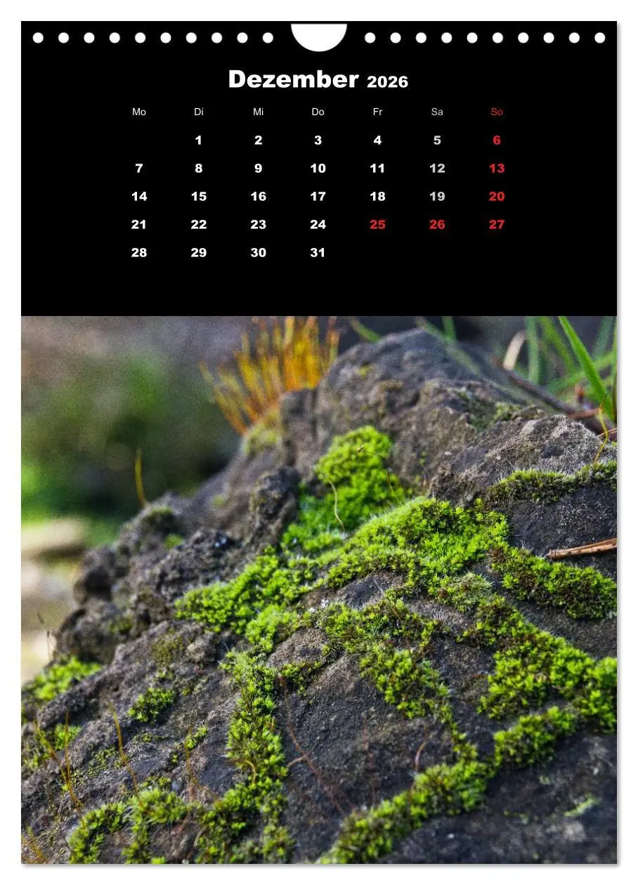 Bild: 9783516424973 | Die Welt der Moose. Ein Blick nach unten (Wandkalender 2026 DIN A4...