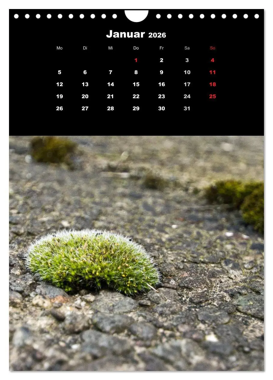Bild: 9783516424973 | Die Welt der Moose. Ein Blick nach unten (Wandkalender 2026 DIN A4...