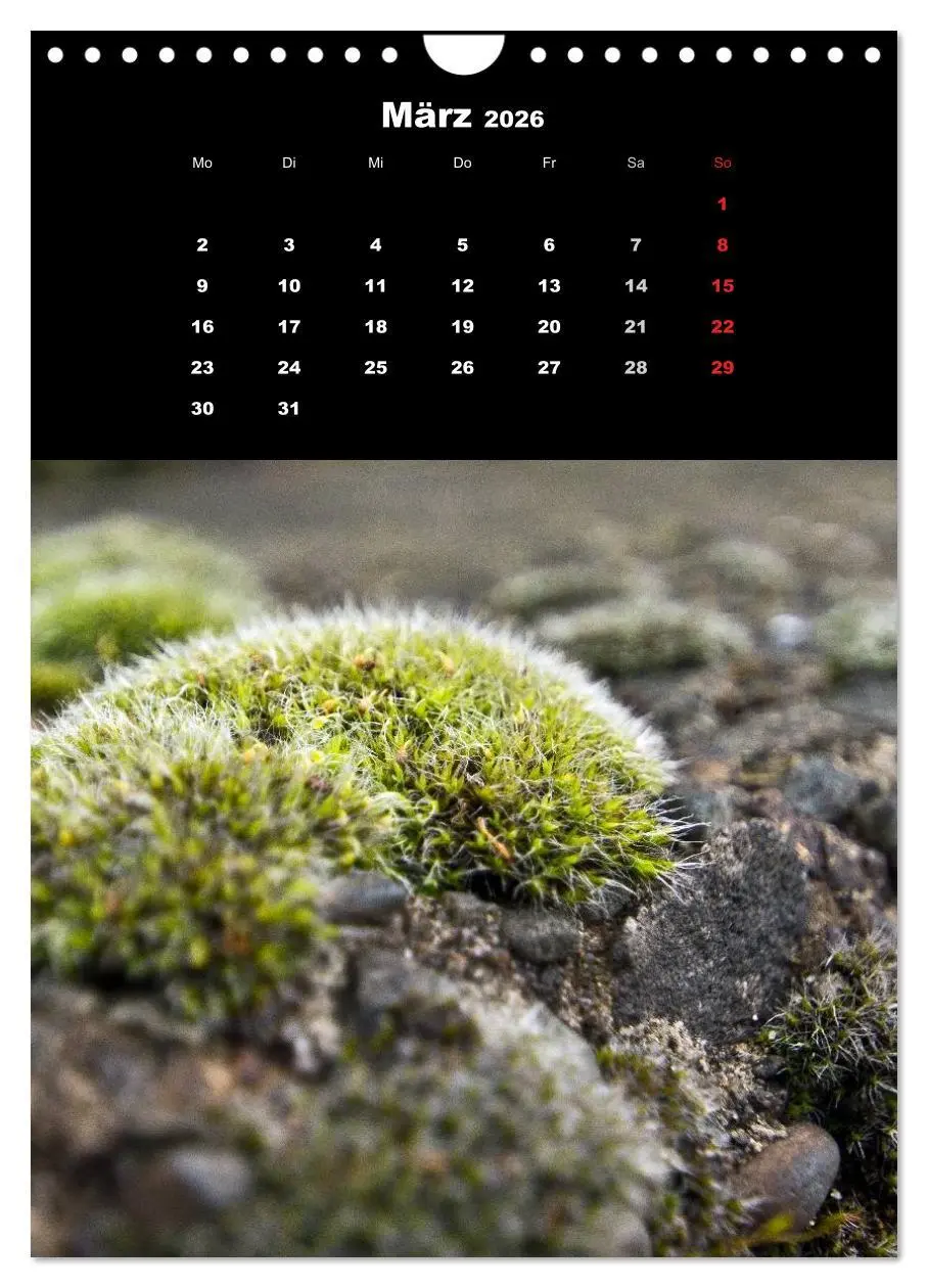 Bild: 9783516424973 | Die Welt der Moose. Ein Blick nach unten (Wandkalender 2026 DIN A4...